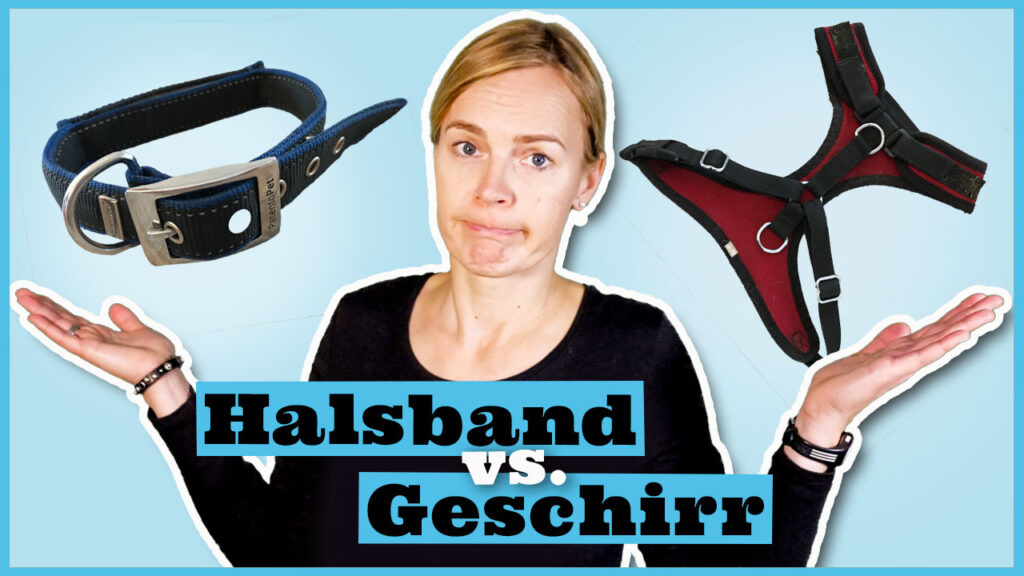 halsband geschirr hund dogstv