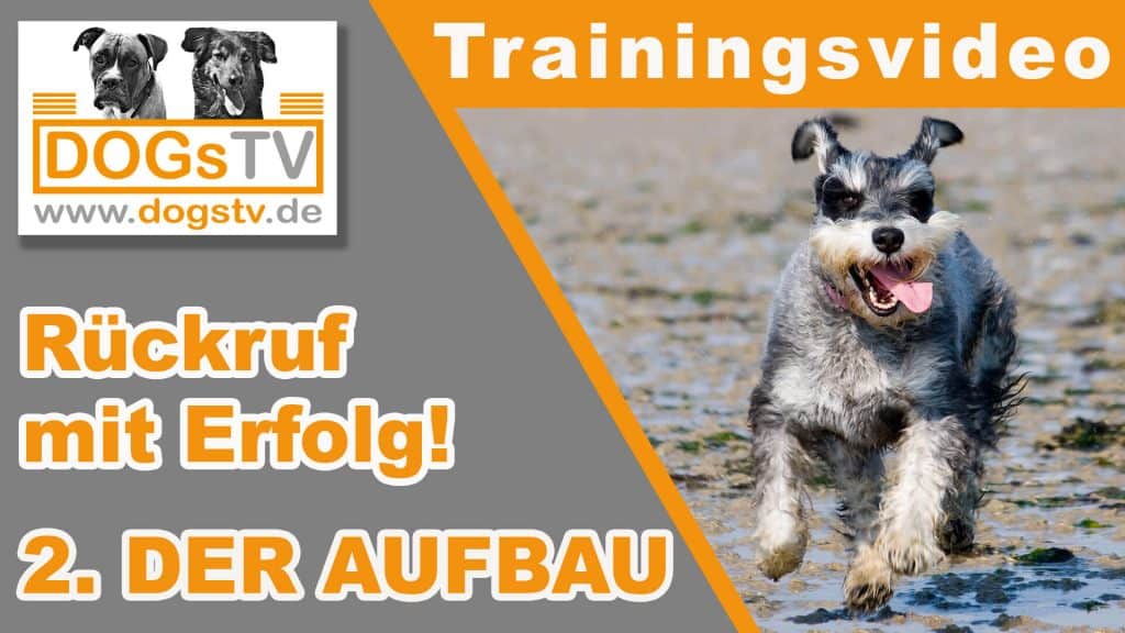 rückruftraining-hund