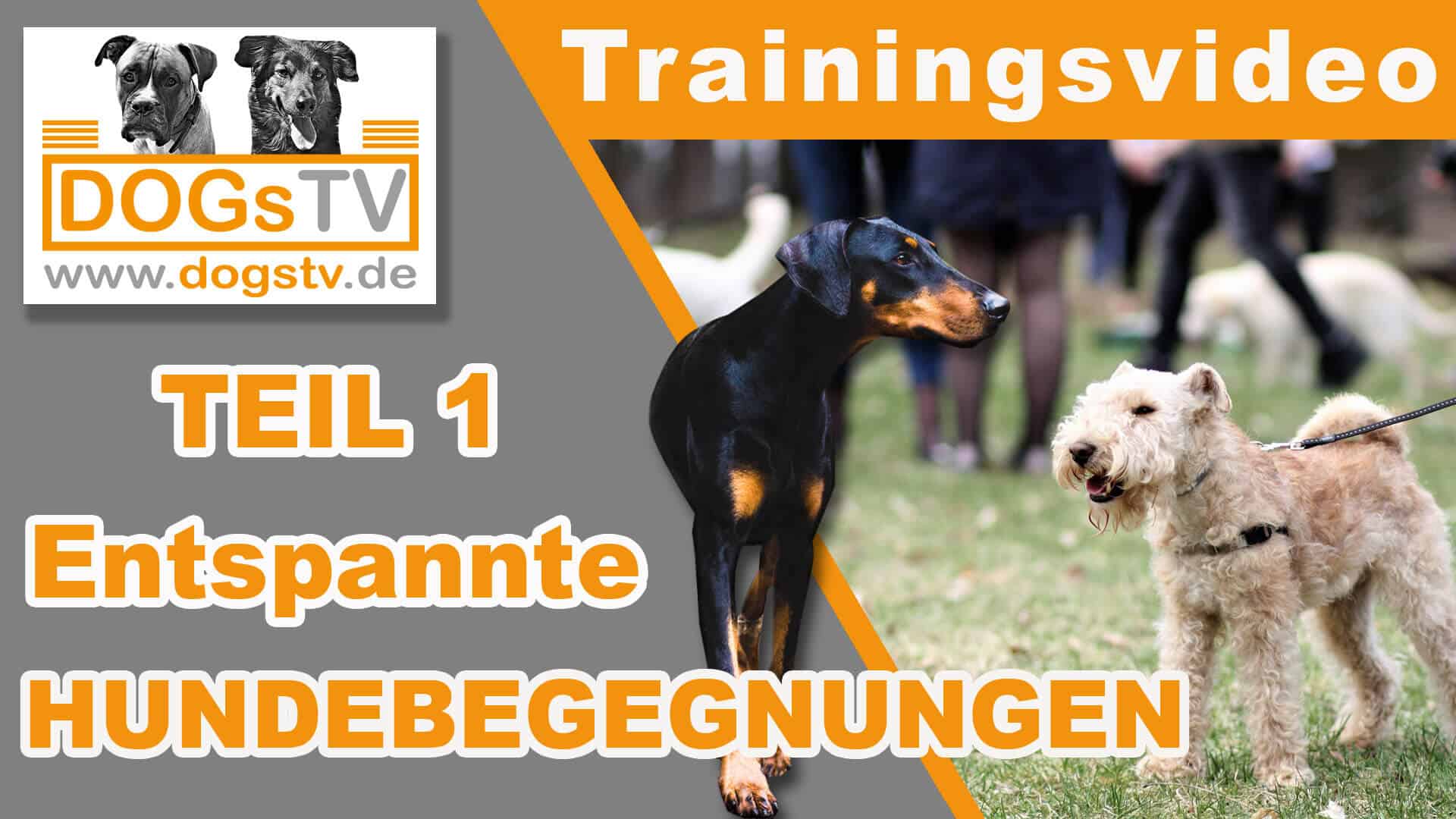Hundebegegnungen Teil 1 - 4 Dinge, die du wissen solltest