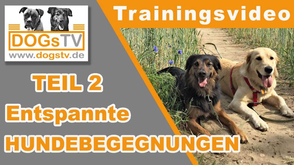 Hundebegegnung-Teil-2