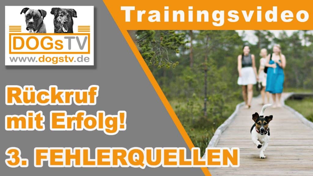 rückruftraining fehler