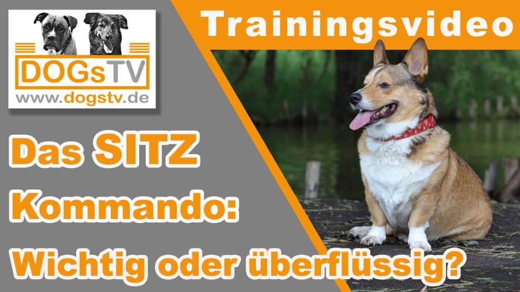 kommando sitz für hunde