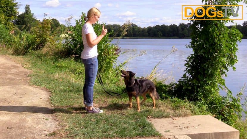 Hund Sitz beibringen So baust du das Sitz richtig auf DogsTV