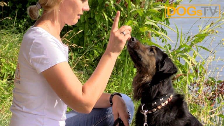 Hund Sitz beibringen So baust du das Sitz richtig auf DogsTV
