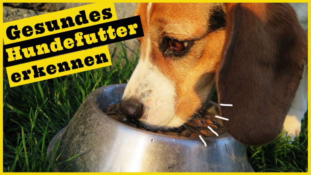 trockenfutter hund gesundes hundefutter erkennen dogstv