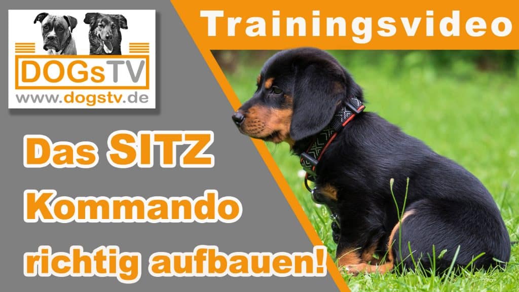 hund sitz beibringen aufbau sitz dogstv