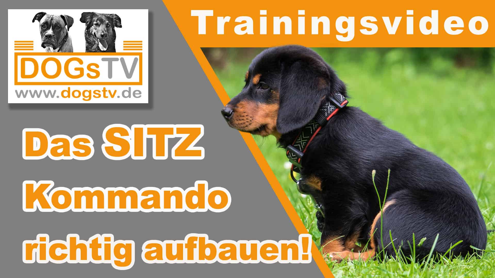 Hund Sitz Beibringen So Baust Du Das Sitz Richtig Auf