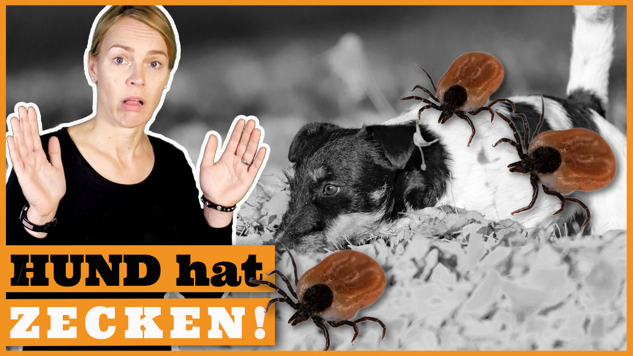 Zecken beim Hund Hilfe, mein Hund hat eine Zecke!