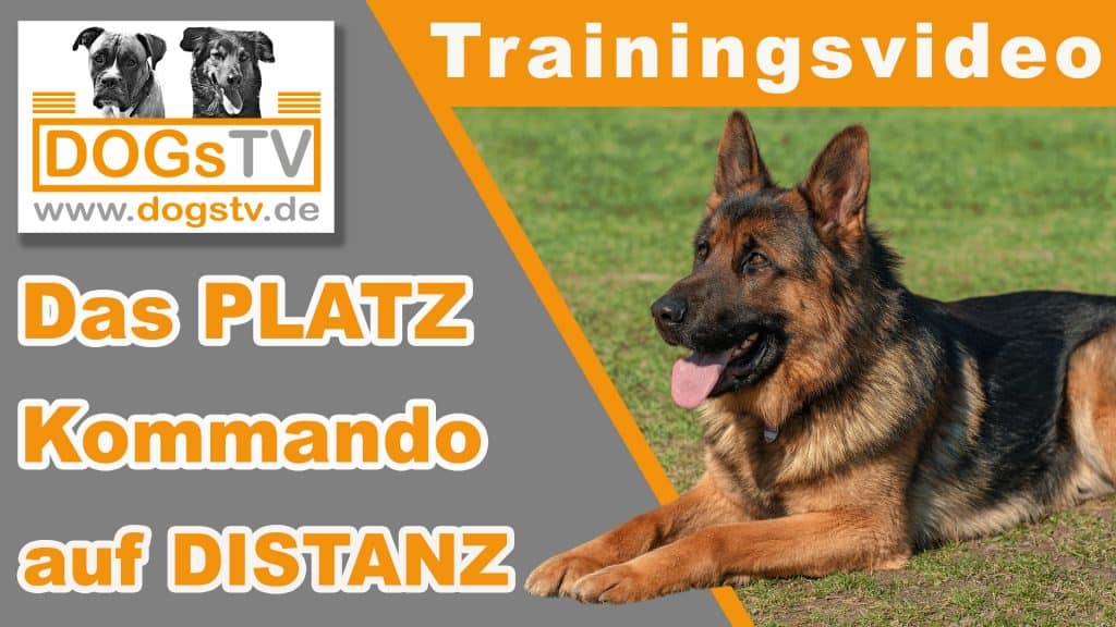 platz auf distanz hund beibringen dogstv