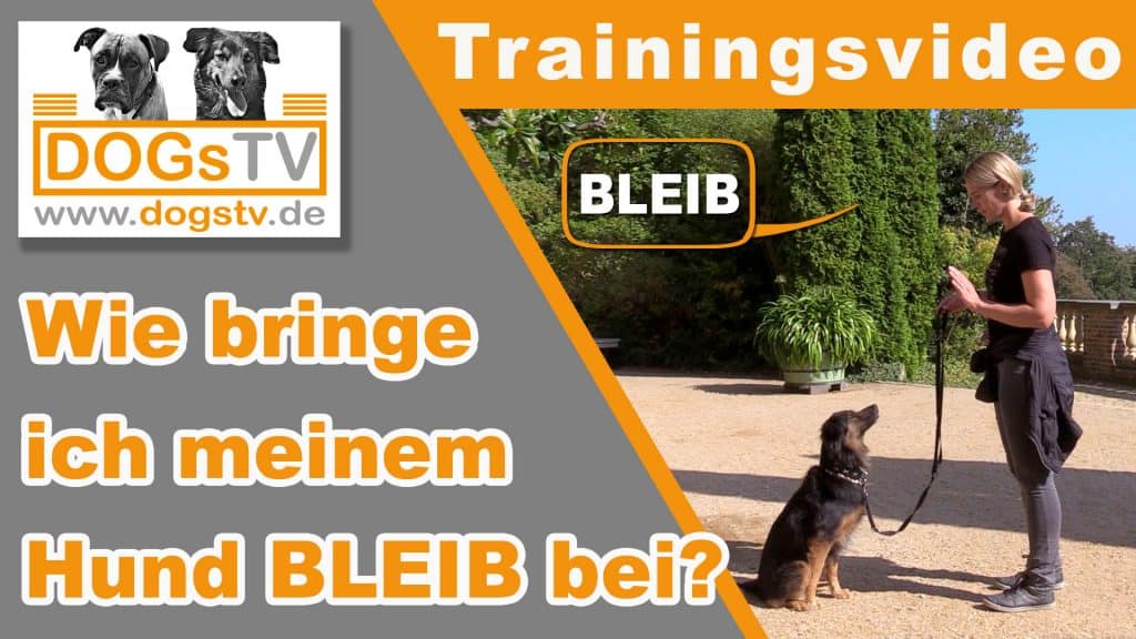 kommando bleib hund