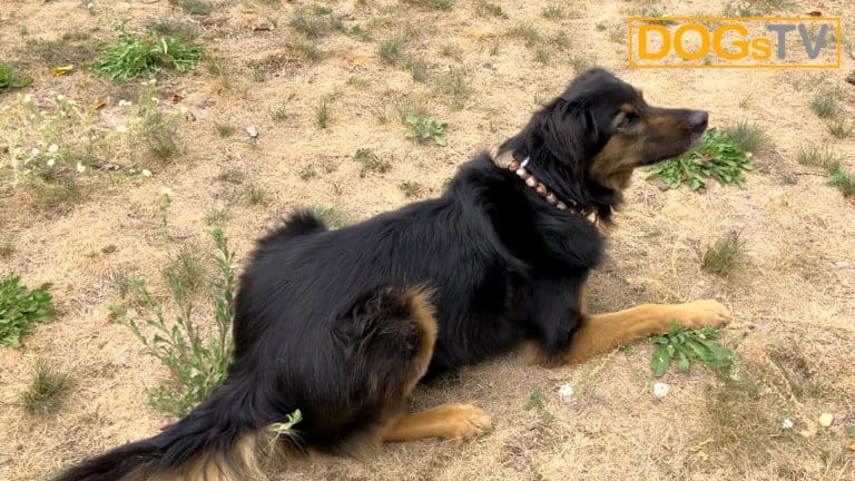Kommando Platz Hund angespannt
