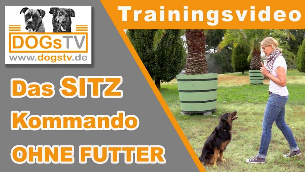 sitz ohne futter video dogstv