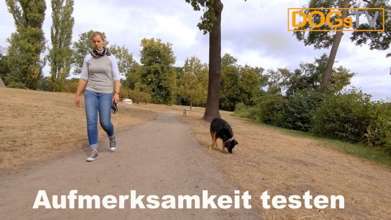 platz-auf-distanz-ablenkung-hund-dogstv
