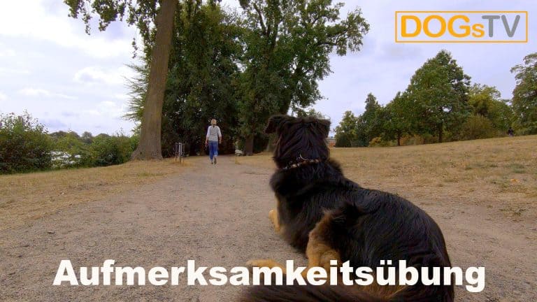 platz-auf-distanz-aufmerksamkeit-dogstv