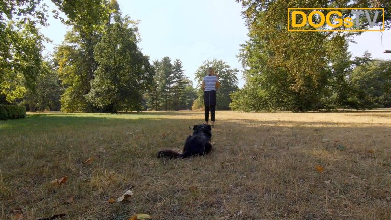 platz-auf-distanz-hund-ablegen-dogstv