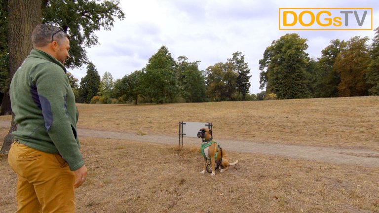 platz-auf-distanz-hund-an-leine-dogstv