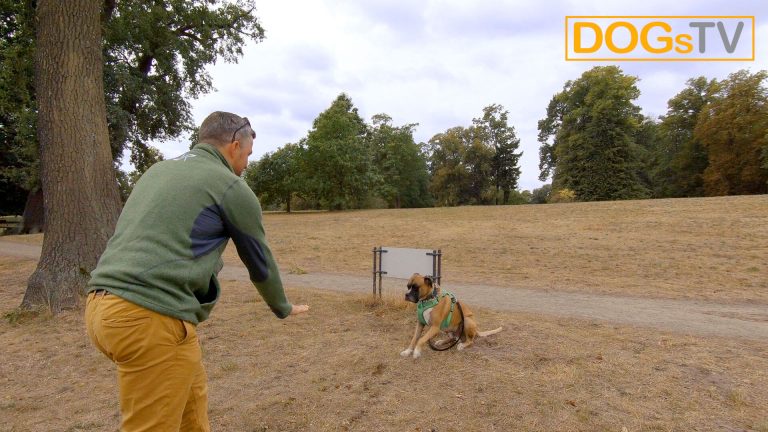 Kommando Platz Hund angespannt