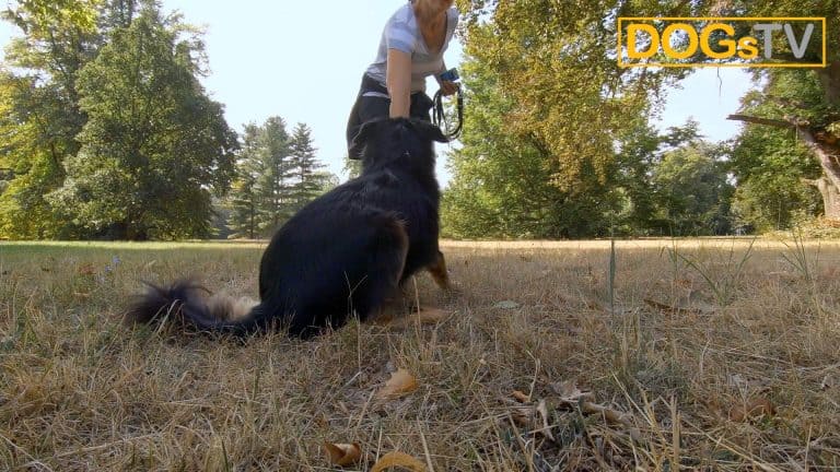 platz-auf-distanz-körpersprache-druck-entfernen-dogstv