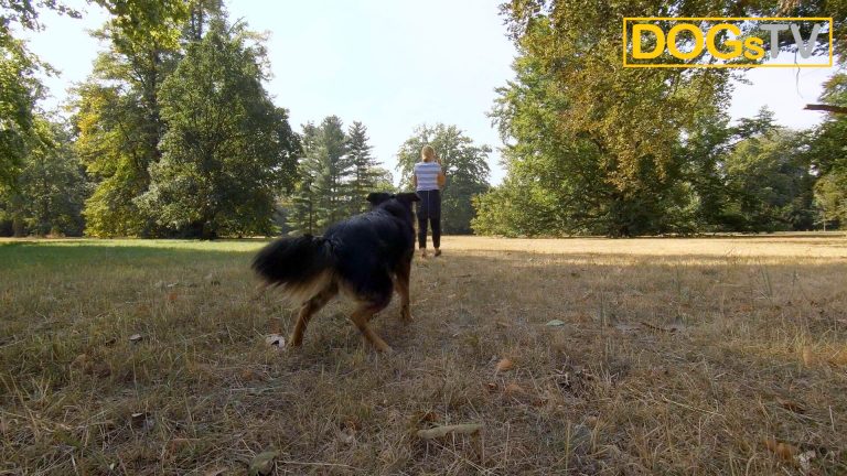 platz-auf-distanz-hund-steht-auf-dogstv