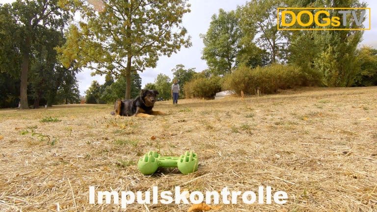 platz-auf-distanz-impulskontrolle-dogstv
