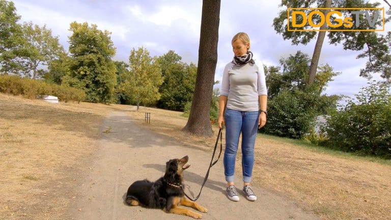 platz-auf-distanz-körpersprache-druck-entfernen-dogstv