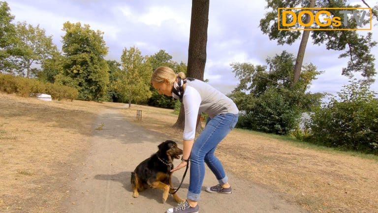 platz-auf-distanz-körpersprache-hund-liegt-dogstv