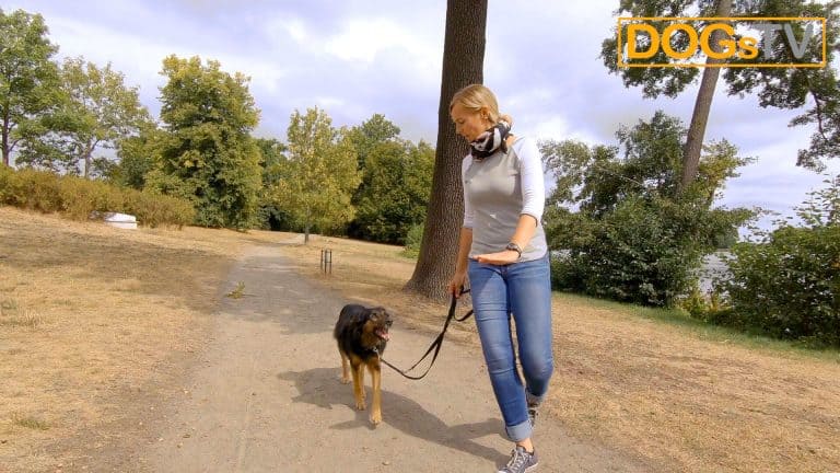 platz-auf-distanz-körpersprache-platz-dogstv
