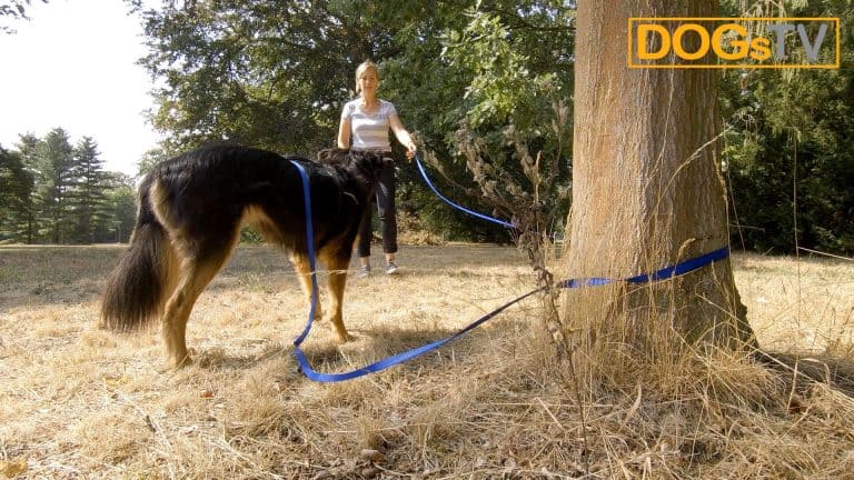 platz-auf-distanz-schleppleine-baum-dogstv