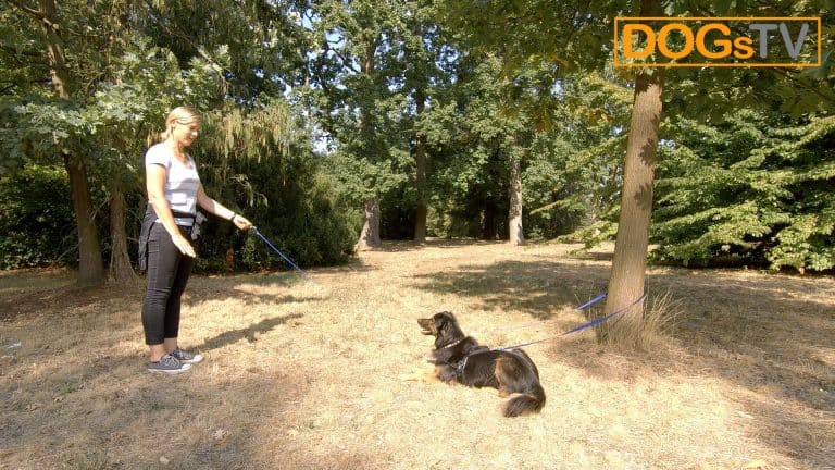 platz-auf-distanz-schleppleine-platz-dogstv