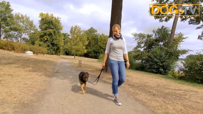 platz auf distanz aufbau dogstv