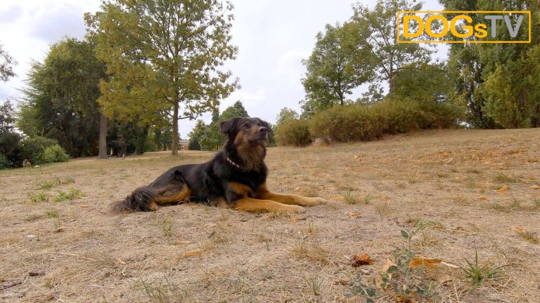 platz-auf-distanz-stopsignal-hund-liegt-dogstv