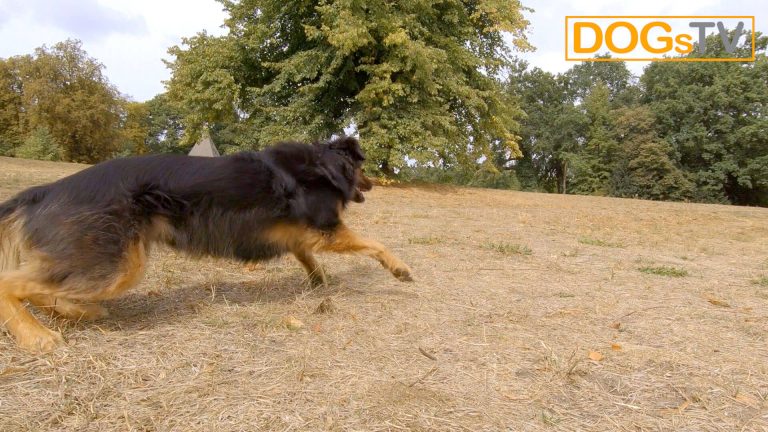 platz-auf-distanz-stopsignal-hund-rennt-los-dogstv