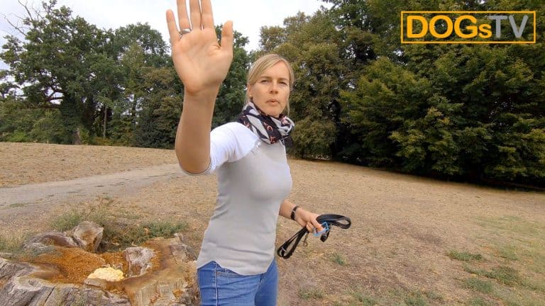 platz-auf-distanz-stopsignal-korrektur-dogstv