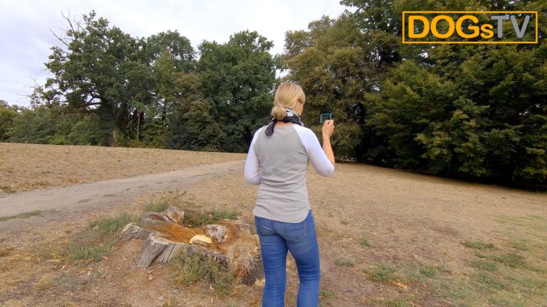 platz-auf-distanz-stopsignal-taschenspiegel-dogstv