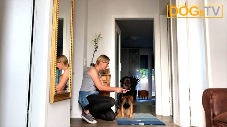Sitz ohne Futter, Hund anleinen