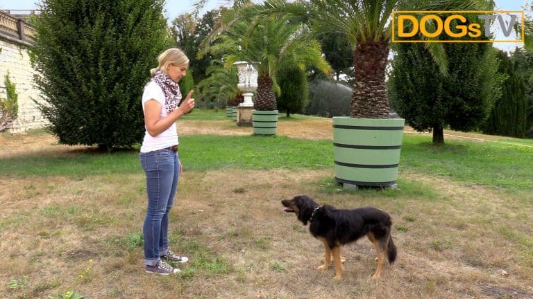 Sitz ohne Futter So bringst du deinem Hund das Sitz OHNE Futter bei