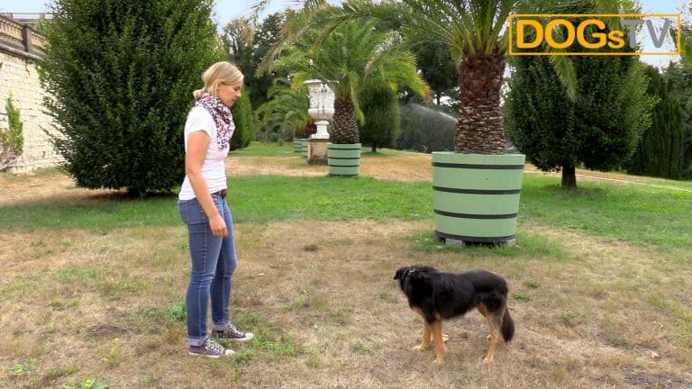 Sitz ohne Futter, Hund ignoriert Kommando