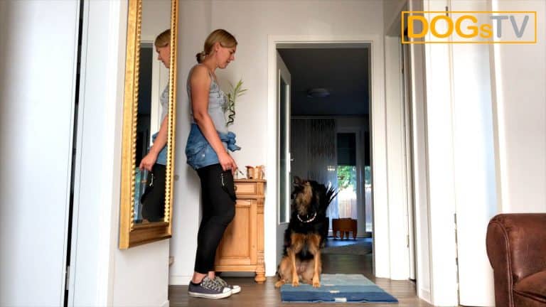 Sitz ohne Futter, Hund setzt sich