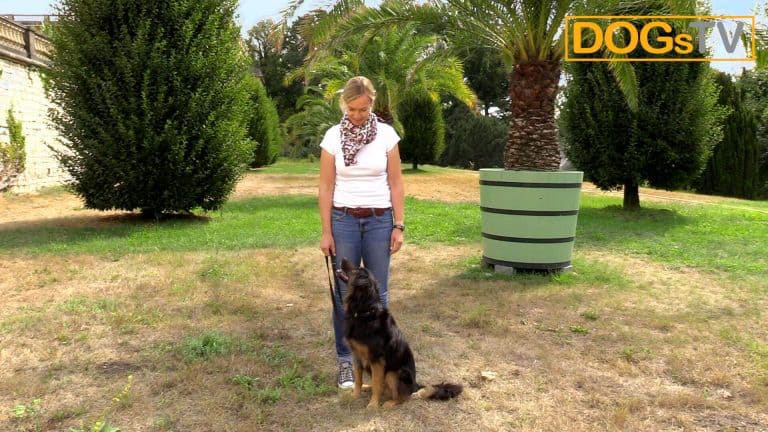 sitz ohne futter hund sitzt