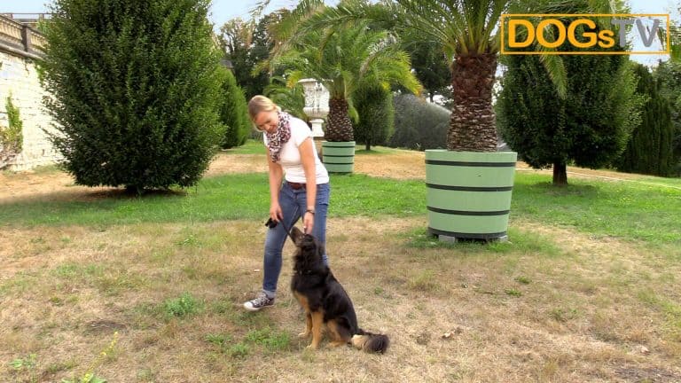 hund ohne futter leinensignal auflösungssignal