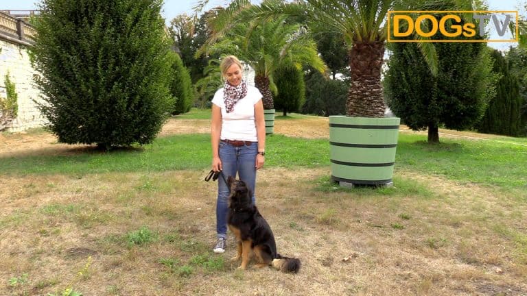 sitz ohne futter leinensignal hund sitzt