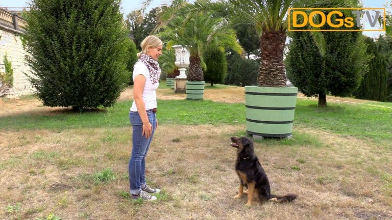 Hund Sitz beibringen Belohnung