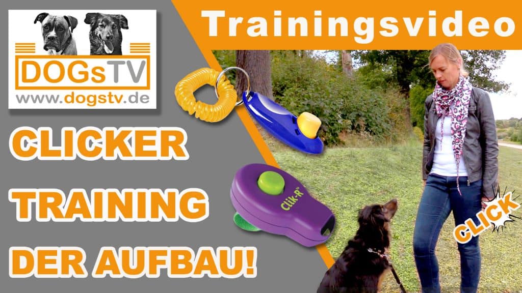 Clickertraining-Hund-Grundlagen-So-baust-du-den-Clicker-auf-Clickerregeln-dogstv