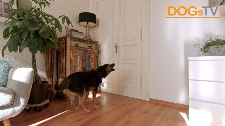 hund bellt wenn es klingelt dogstv