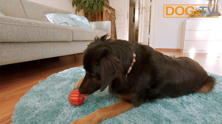 hund bellt wenn es klingelt kong hund dogstv