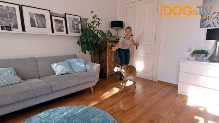 hund bellt wenn es klingelt futter werfen dogstv