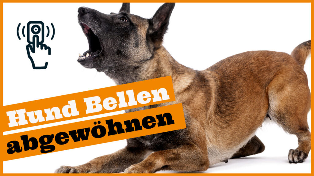 hund bellt wenn es klingelt dogstv