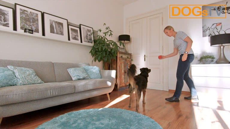 hund bellt wenn es klingelt kong nehmen dogstv