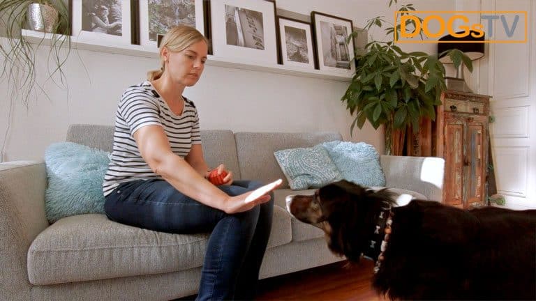 hund bellt wenn es klingelt kong tabuisieren dogstv
