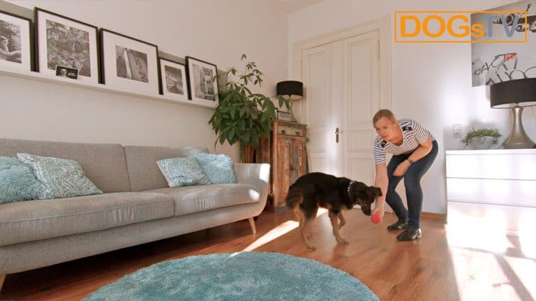 hund bellt wenn es klingelt kong werfen dogstv